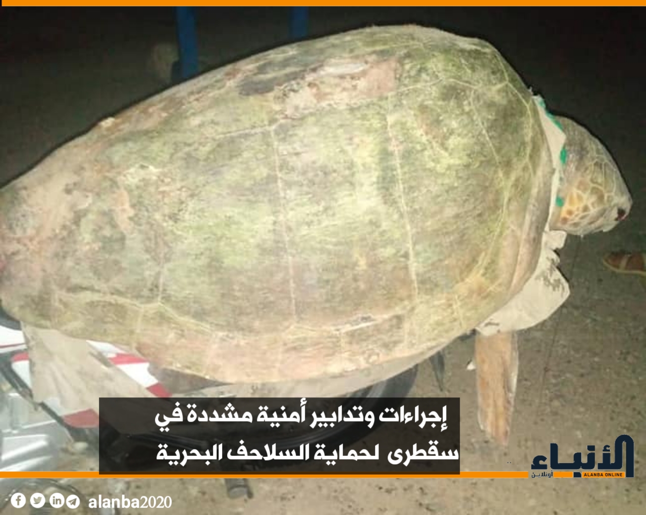 إقرار حزمة إجراءات وتدابير أمنية مشددة لحماية السلاحف البحرية في سقطرى